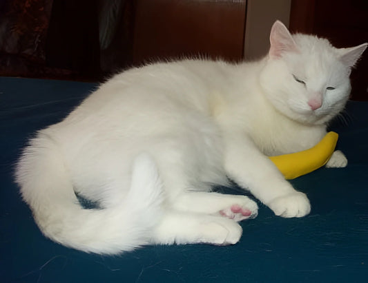 100% Organic Catnip Toy, Yellow Banana 3 Pack